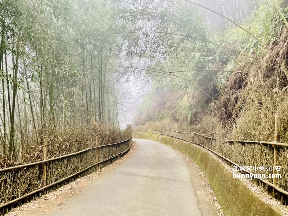 雲林草嶺【五元兩角】台版小京都嵐山竹林，走進美麗竹林隧道