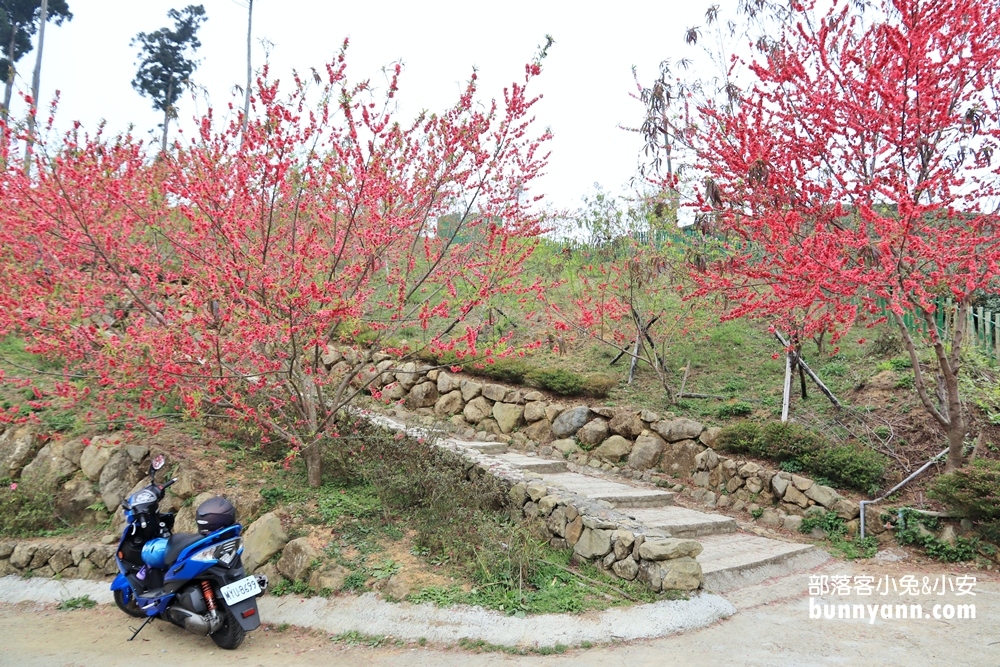 雲林山丘秘境【雲嶺之丘】5分鐘漫步翠綠茶園，無死角視野超美