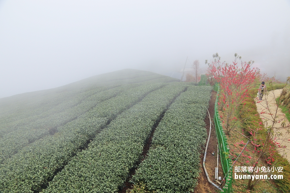 雲林山丘秘境【雲嶺之丘】5分鐘漫步翠綠茶園，無死角視野超美