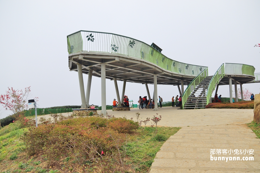 雲林山丘秘境【雲嶺之丘】5分鐘漫步翠綠茶園，無死角視野超美