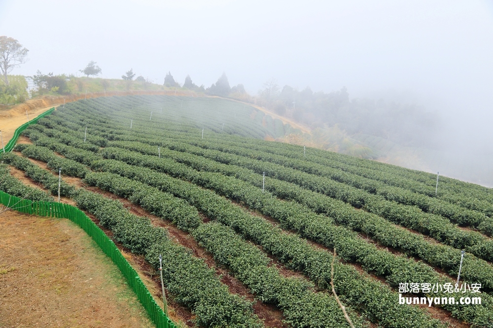 雲林山丘秘境【雲嶺之丘】5分鐘漫步翠綠茶園，無死角視野超美
