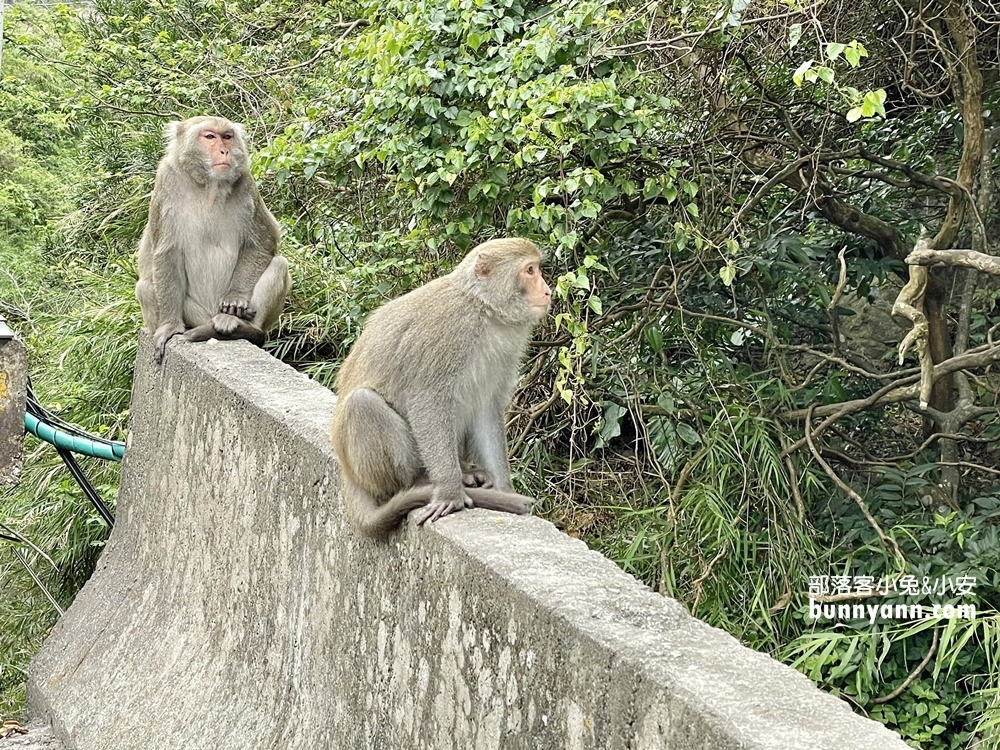 台東》猴子東遊記！泰源幽谷登仙橋，近距離觀察猴子軍團生活，我家也有隻小猴子