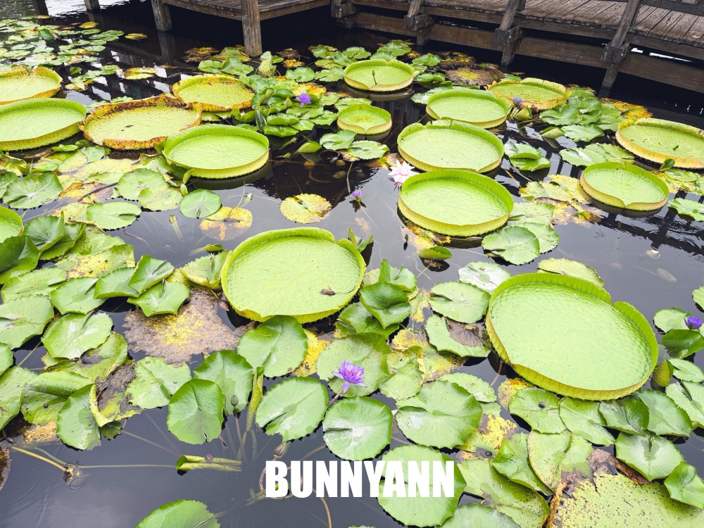 很多人不知道這座免費蓮花園，池畔涼亭招待喝茶賞花，還能餵魚散步