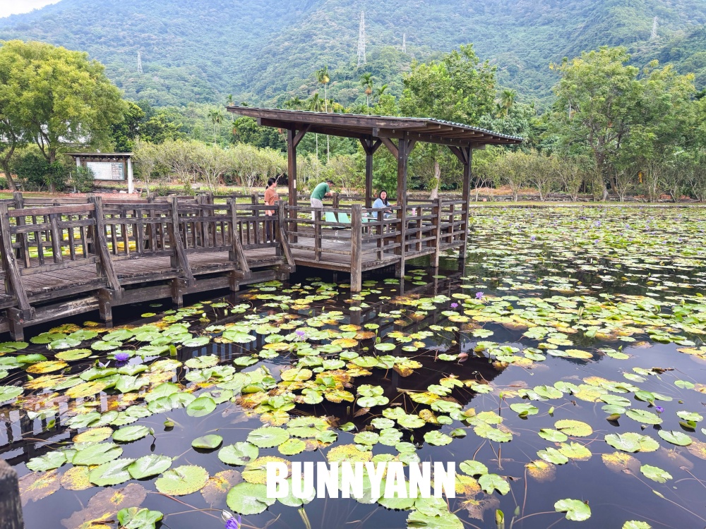 很多人不知道這座免費蓮花園，池畔涼亭招待喝茶賞花，還能餵魚散步