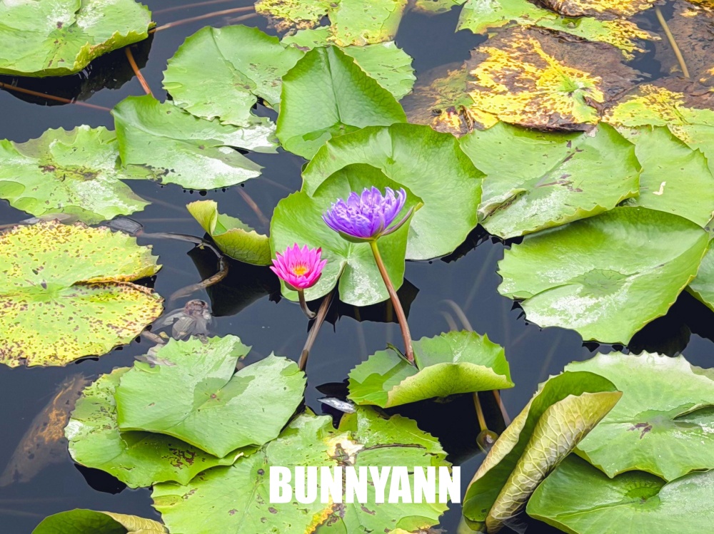 很多人不知道這座免費蓮花園，池畔涼亭招待喝茶賞花，還能餵魚散步
