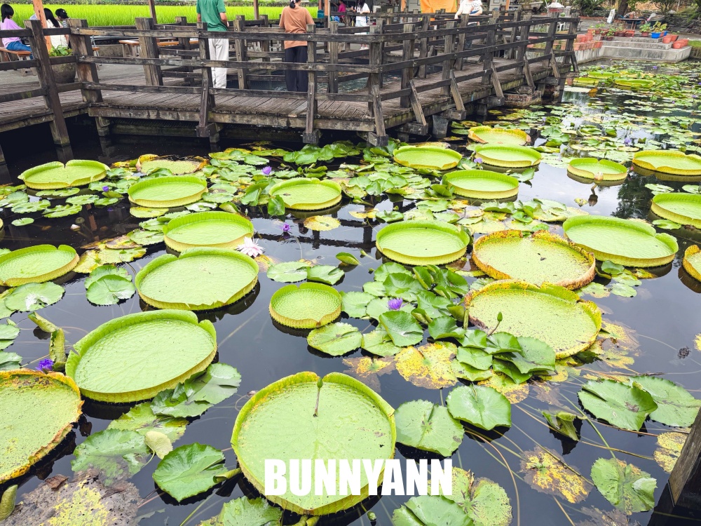 很多人不知道這座免費蓮花園，池畔涼亭招待喝茶賞花，還能餵魚散步