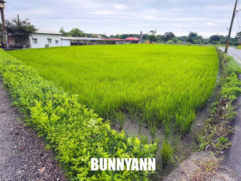 很多人不知道這座免費蓮花園，池畔涼亭招待喝茶賞花，還能餵魚散步