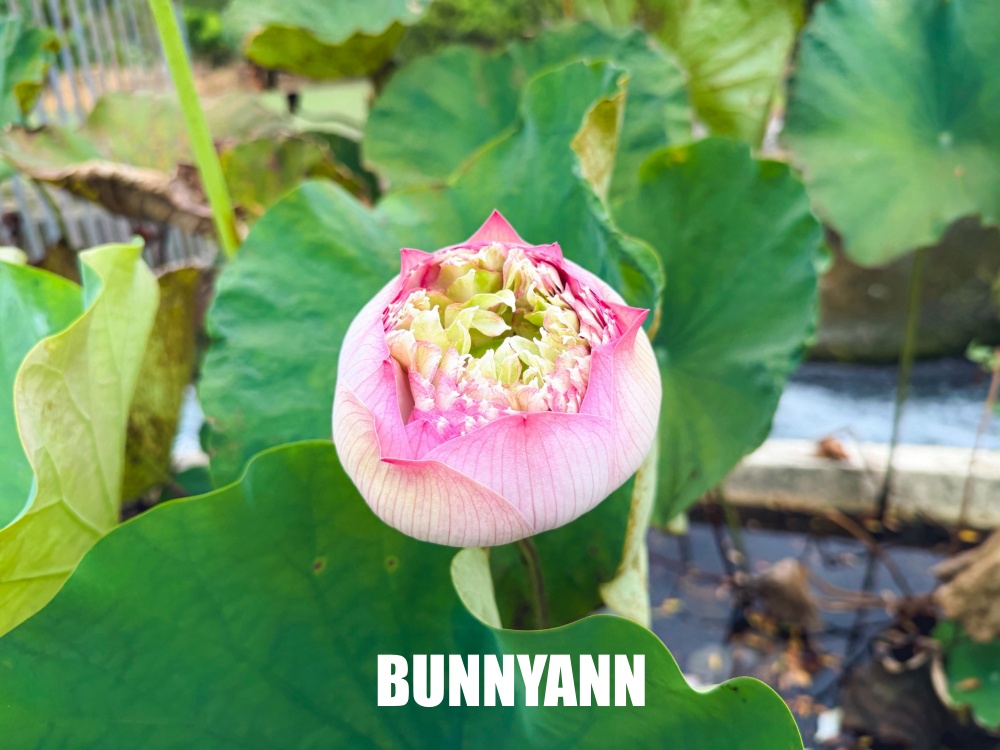 很多人不知道這座免費蓮花園，池畔涼亭招待喝茶賞花，還能餵魚散步