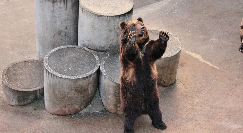 昭和新山熊牧場