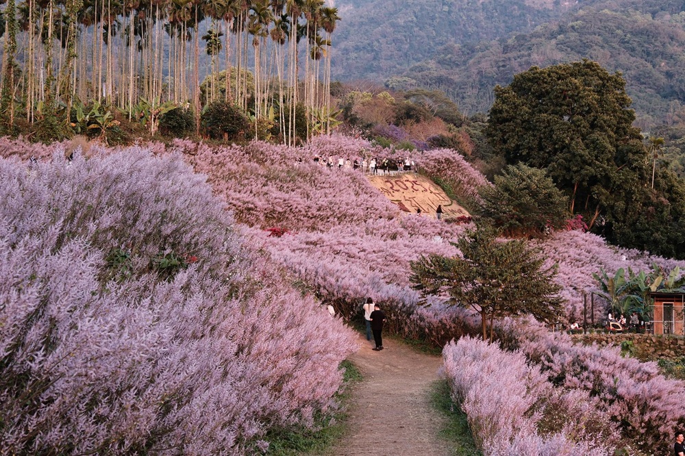 南投中寮【瑰蜜甜心玫瑰園】毛茸茸花海山丘，交通方式與門票介紹!!