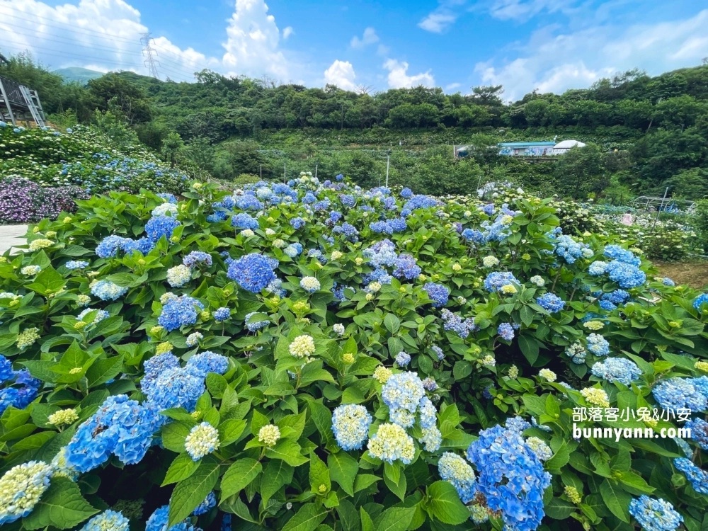 賞花推薦！高家繡球花田萬里第三園區，千坪夢幻花海等你來拍照