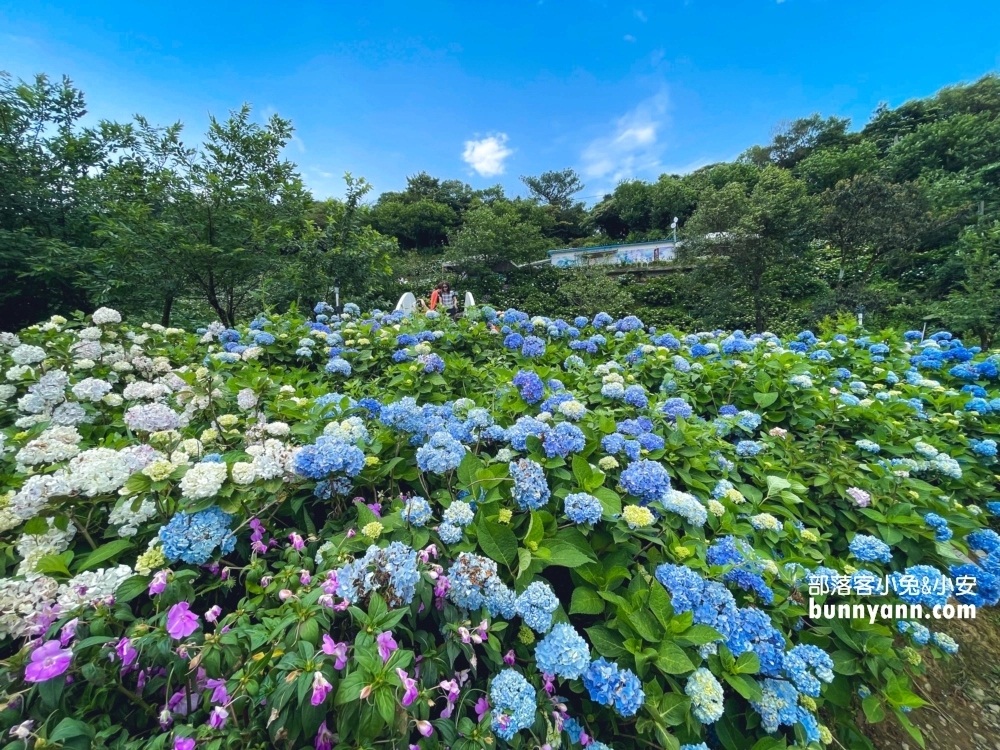 賞花推薦！高家繡球花田萬里第三園區，千坪夢幻花海等你來拍照