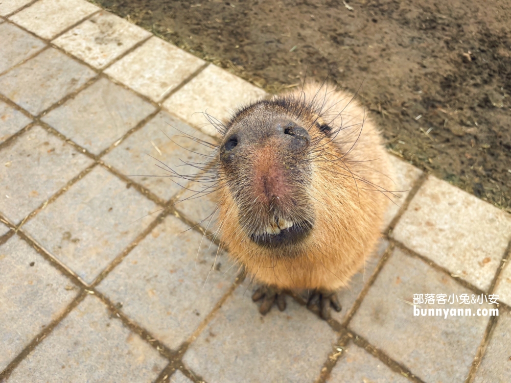 水豚