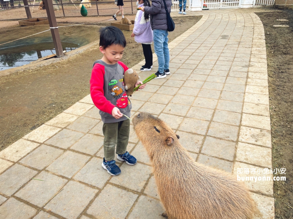 水豚