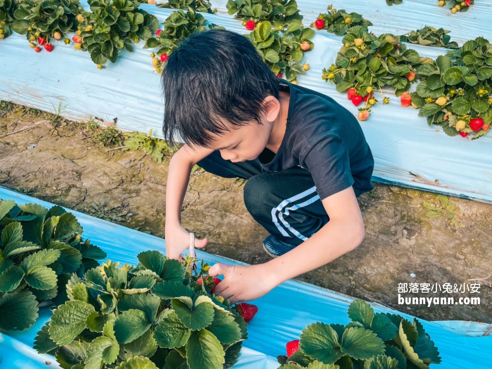 嘉義【大林莓香觀光草莓園】巨無霸草莓，好喝的草莓牛奶。