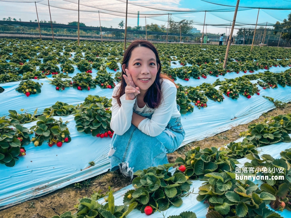 嘉義【大林莓香觀光草莓園】巨無霸草莓，好喝的草莓牛奶。