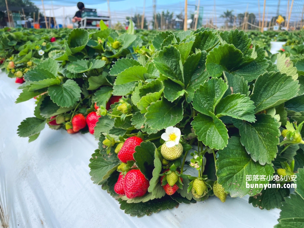 嘉義【大林莓香觀光草莓園】巨無霸草莓，好喝的草莓牛奶。