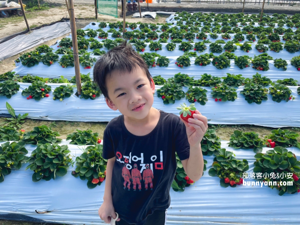 嘉義【大林莓香觀光草莓園】巨無霸草莓，好喝的草莓牛奶。