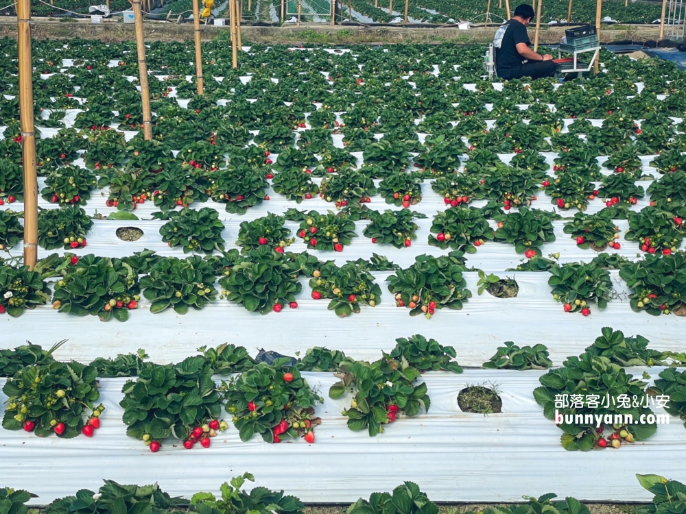 嘉義【大林莓香觀光草莓園】巨無霸草莓，好喝的草莓牛奶。