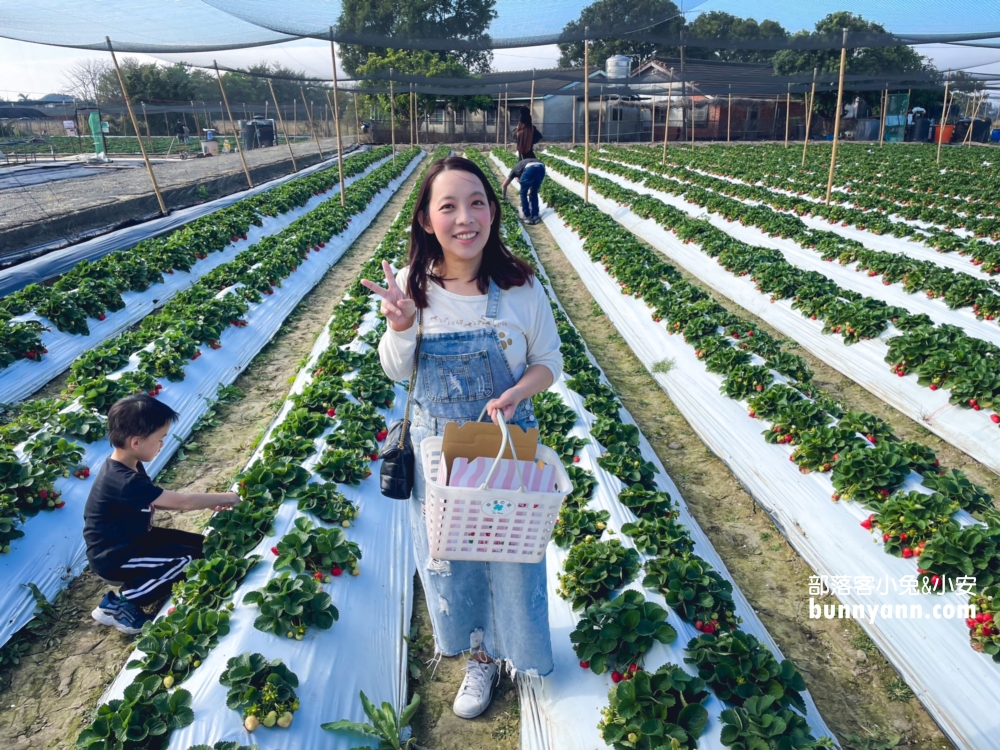 嘉義【大林莓香觀光草莓園】巨無霸草莓，好喝的草莓牛奶。