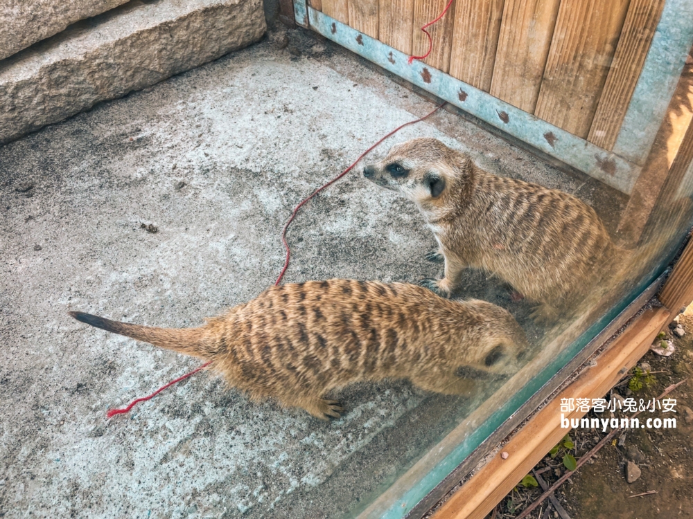 新竹【廢物媽媽育兒農場】海線最熱門的親子和好友出遊地方
