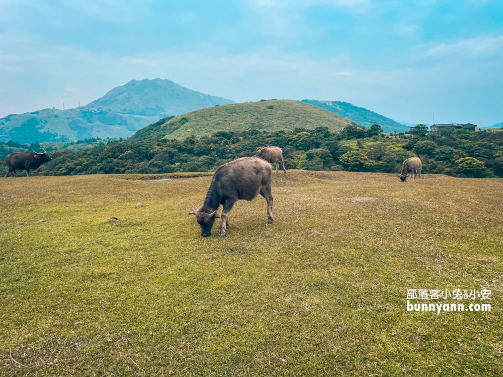 【台北陽明山】擎天崗大草原步道：免門票看牛吃草，超美大草原好療癒。