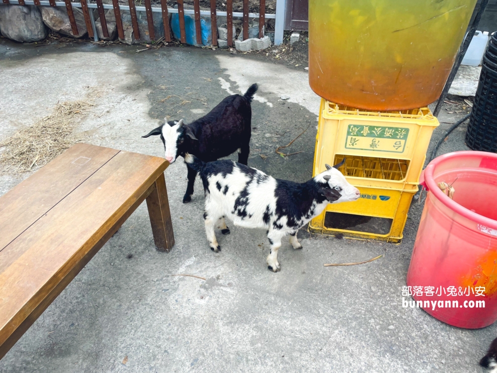 宜蘭【皇家花園餐廳】礁溪交流道附近的烤雞店，有迷你馬可以互動