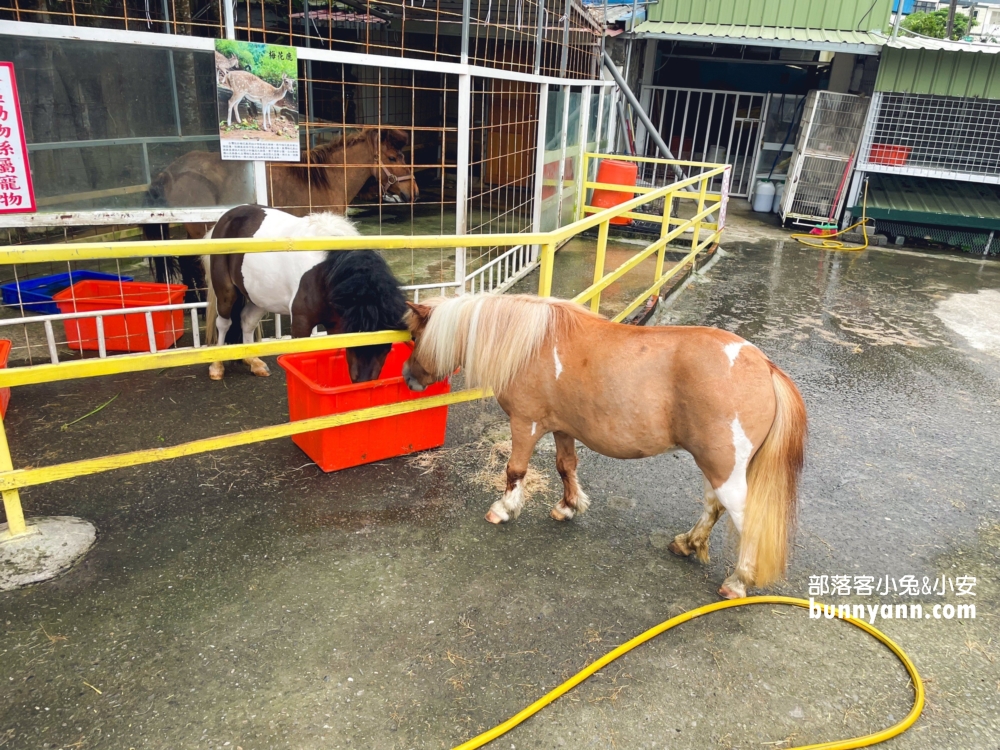 宜蘭【皇家花園餐廳】礁溪交流道附近的烤雞店，有迷你馬可以互動