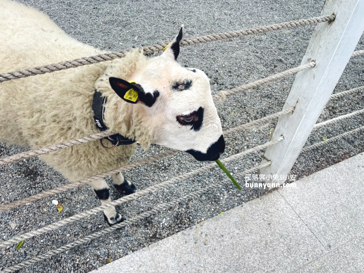 宜蘭【黑RURU CAFE】有飼養可愛熊貓羊的景觀咖啡店