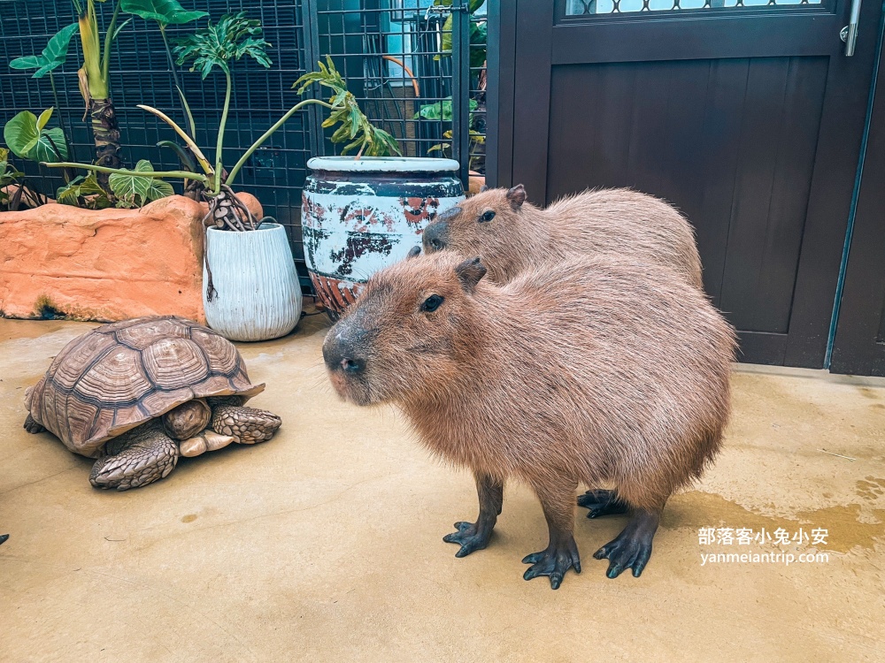 宜蘭【蘭陽動植物王國】划輪胎船好好玩，全台首個澳洲袋鼠互動在這裡