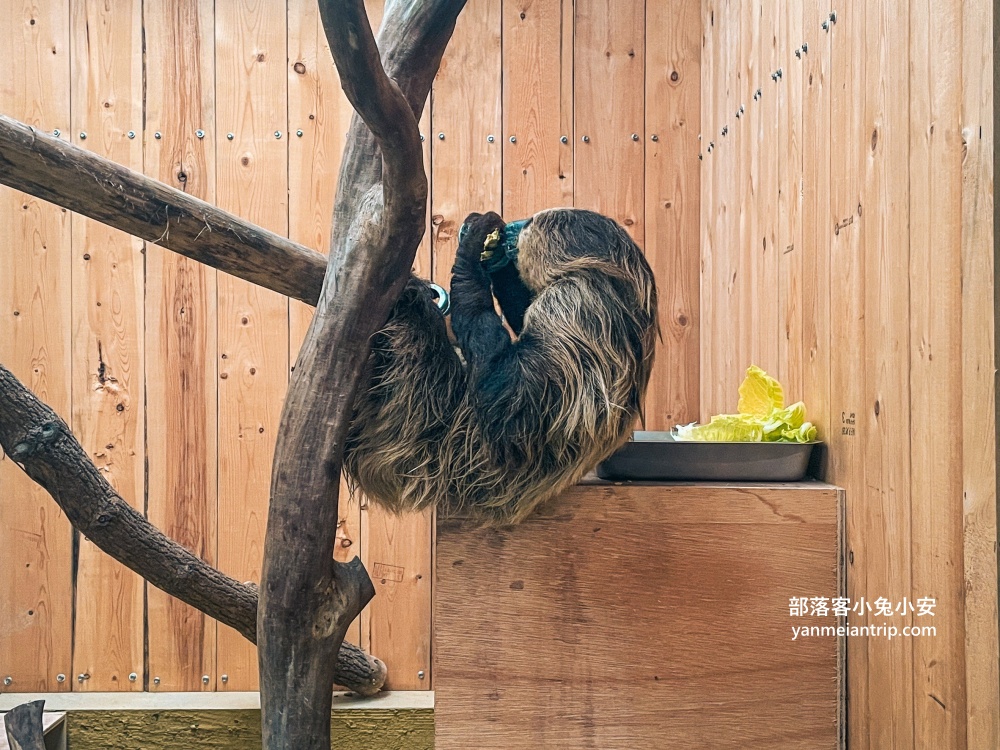 宜蘭【蘭陽動植物王國】划輪胎船好好玩，全台首個澳洲袋鼠互動在這裡