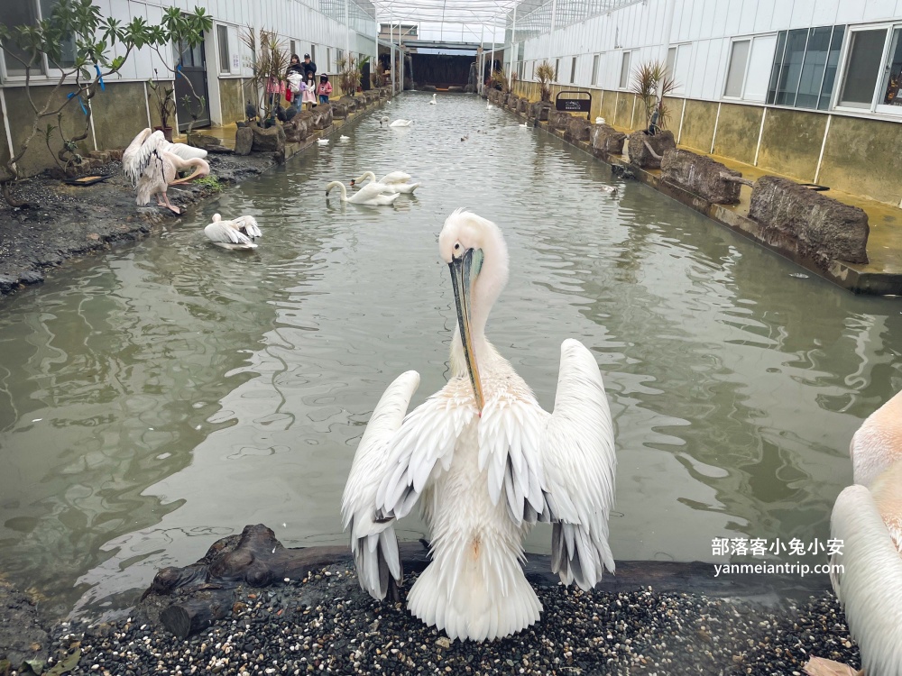 宜蘭【蘭陽動植物王國】划輪胎船好好玩，全台首個澳洲袋鼠互動在這裡