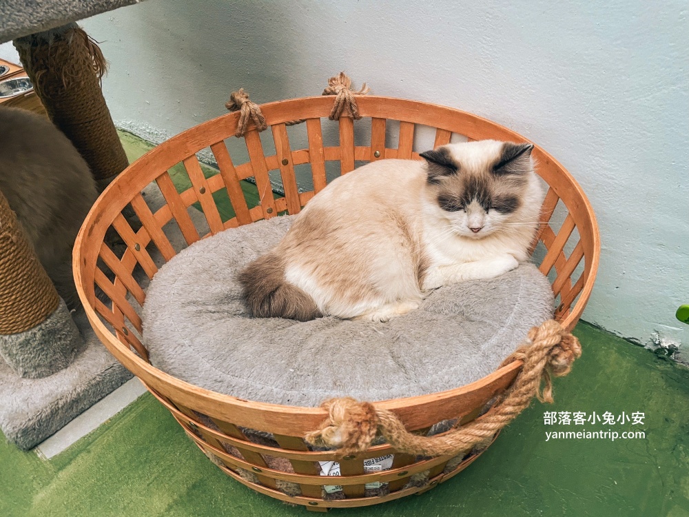 宜蘭【蘭陽動植物王國】划輪胎船好好玩，全台首個澳洲袋鼠互動在這裡