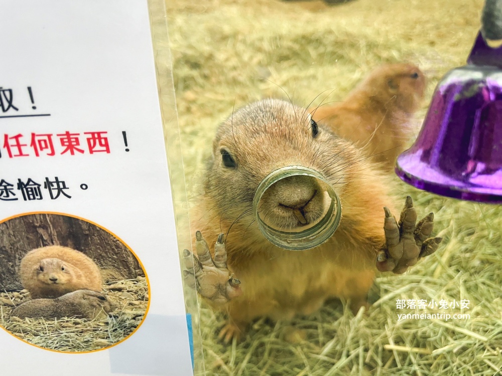 宜蘭【蘭陽動植物王國】划輪胎船好好玩，全台首個澳洲袋鼠互動在這裡