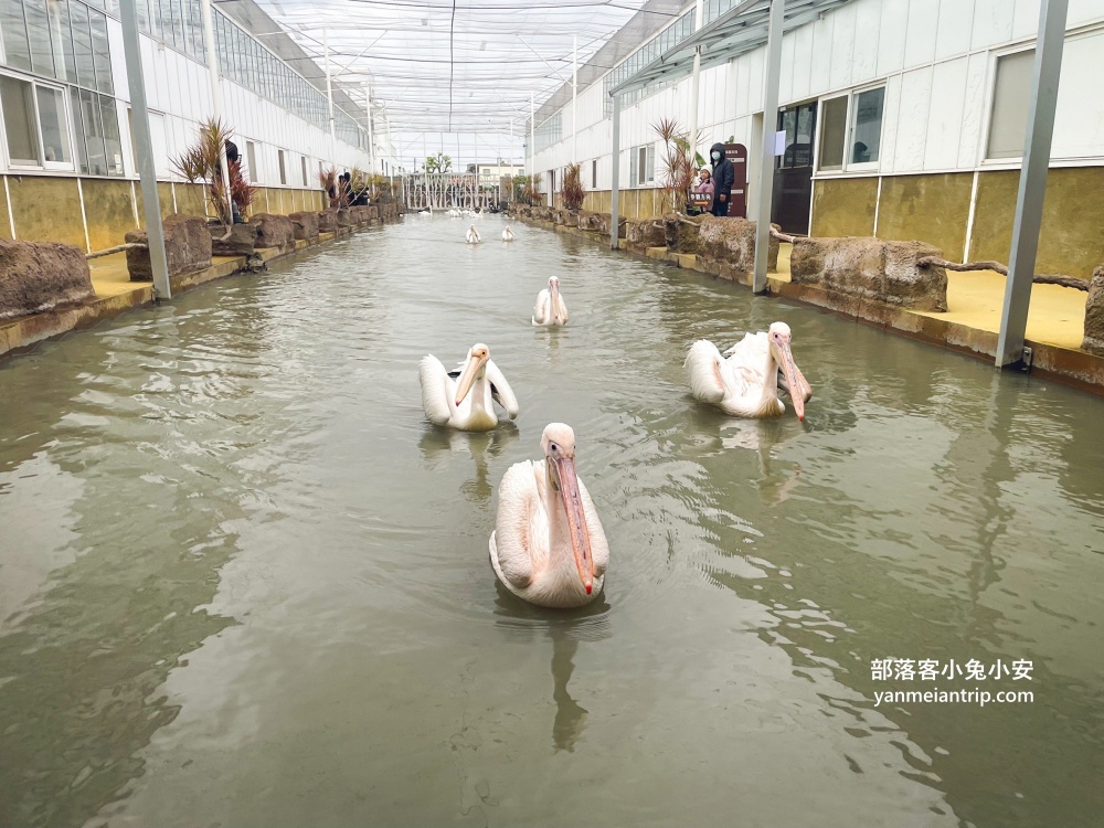 宜蘭【蘭陽動植物王國】划輪胎船好好玩，全台首個澳洲袋鼠互動在這裡