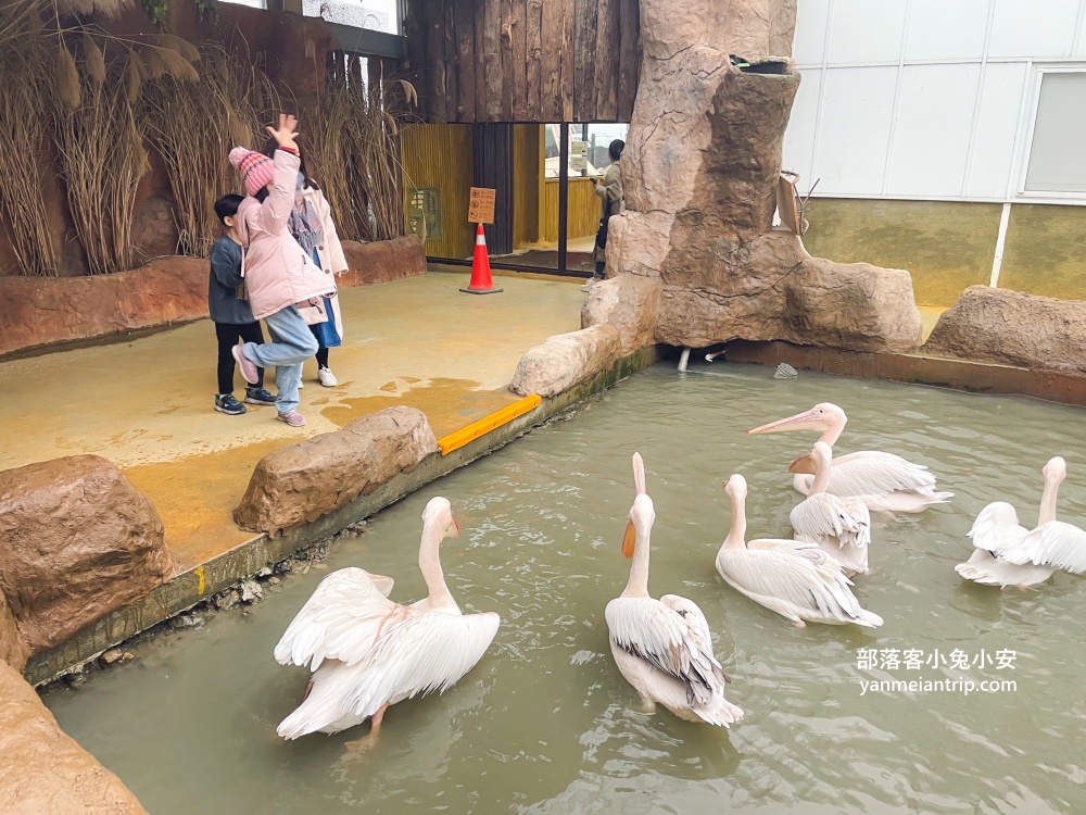 宜蘭【蘭陽動植物王國】划輪胎船好好玩，全台首個澳洲袋鼠互動在這裡