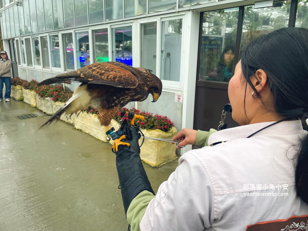 宜蘭【蘭陽動植物王國】划輪胎船好好玩，全台首個澳洲袋鼠互動在這裡