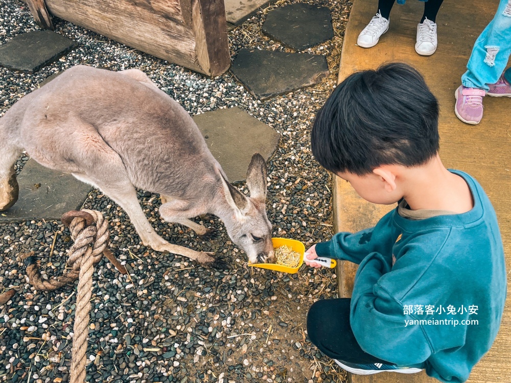 宜蘭【蘭陽動植物王國】划輪胎船好好玩，全台首個澳洲袋鼠互動在這裡