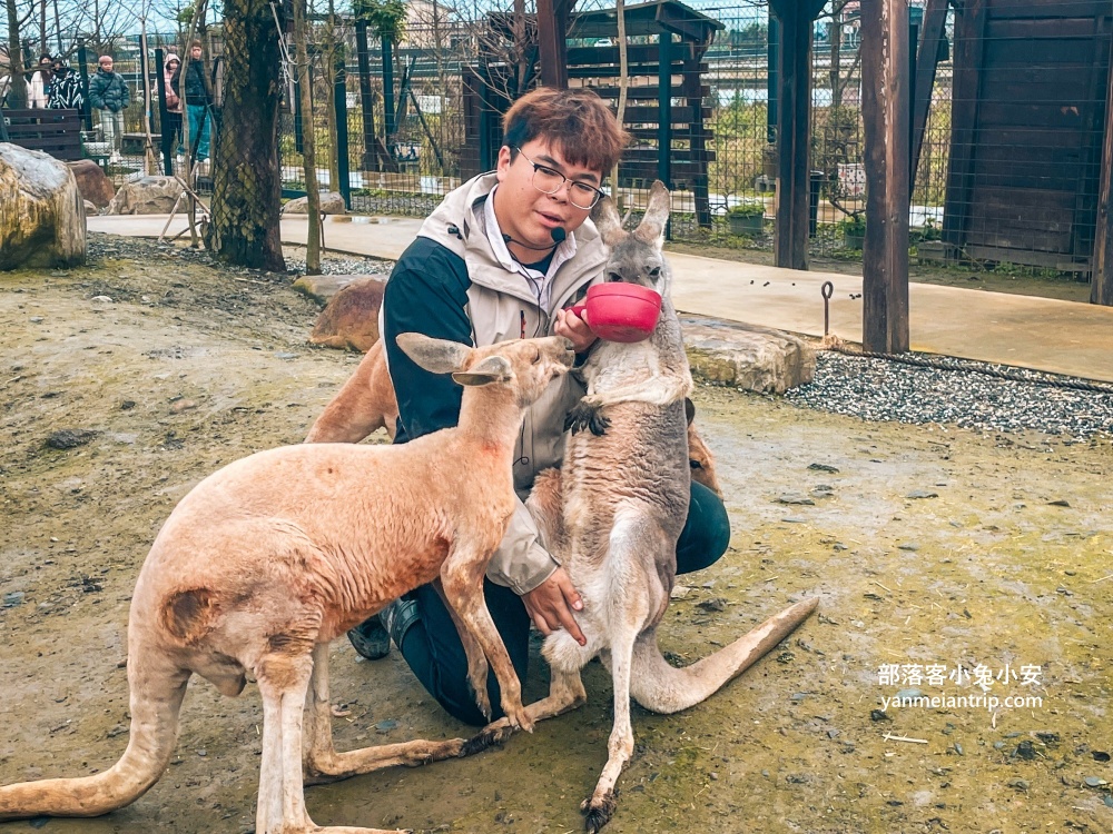 宜蘭【蘭陽動植物王國】划輪胎船好好玩，全台首個澳洲袋鼠互動在這裡
