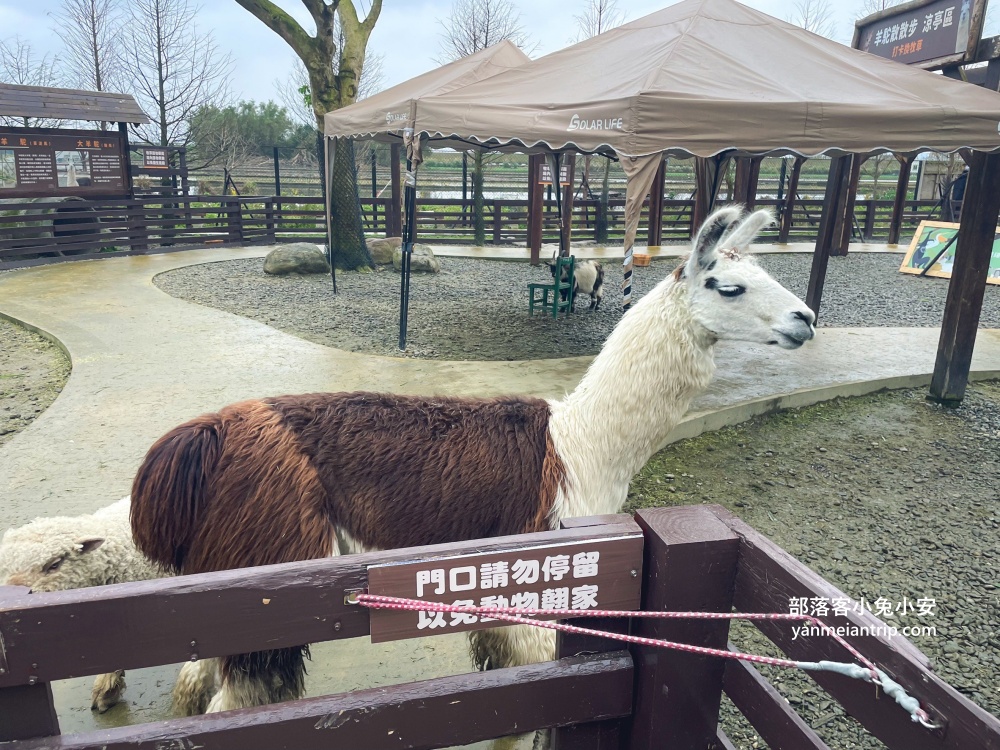 宜蘭【蘭陽動植物王國】划輪胎船好好玩，全台首個澳洲袋鼠互動在這裡