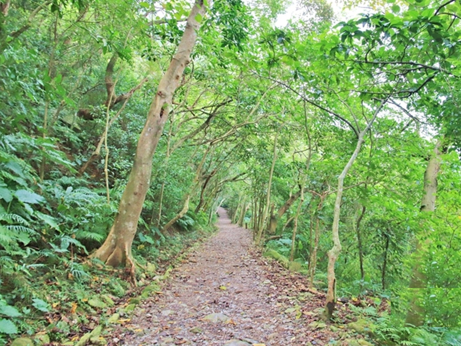 撒固兒步道