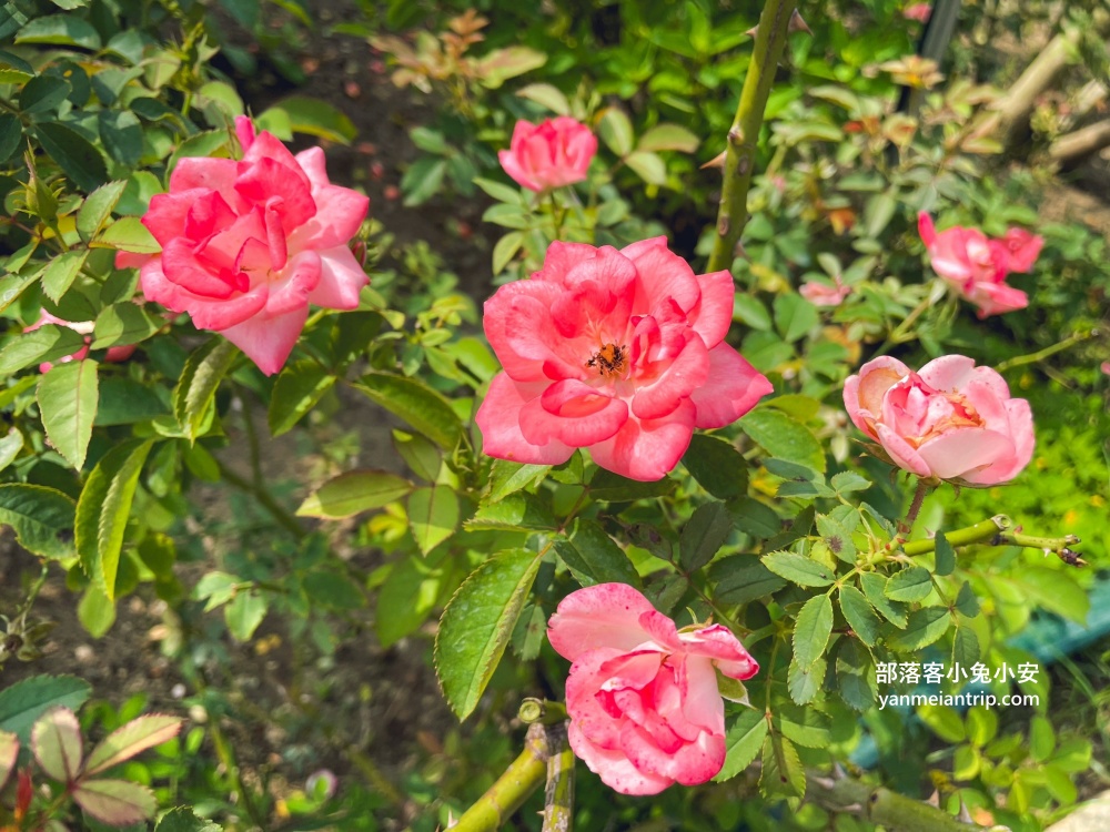 台南【雅聞湖濱療癒森林】玫瑰步道、脈輪花園、精靈小屋，還有霜淇淋可以吃