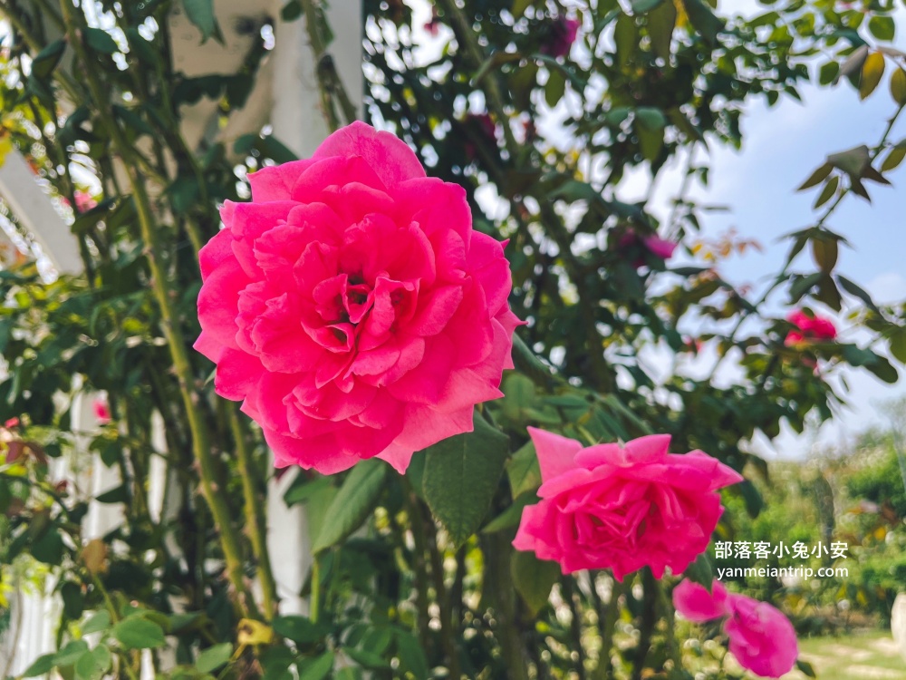 台南【雅聞湖濱療癒森林】玫瑰步道、脈輪花園、精靈小屋，還有霜淇淋可以吃