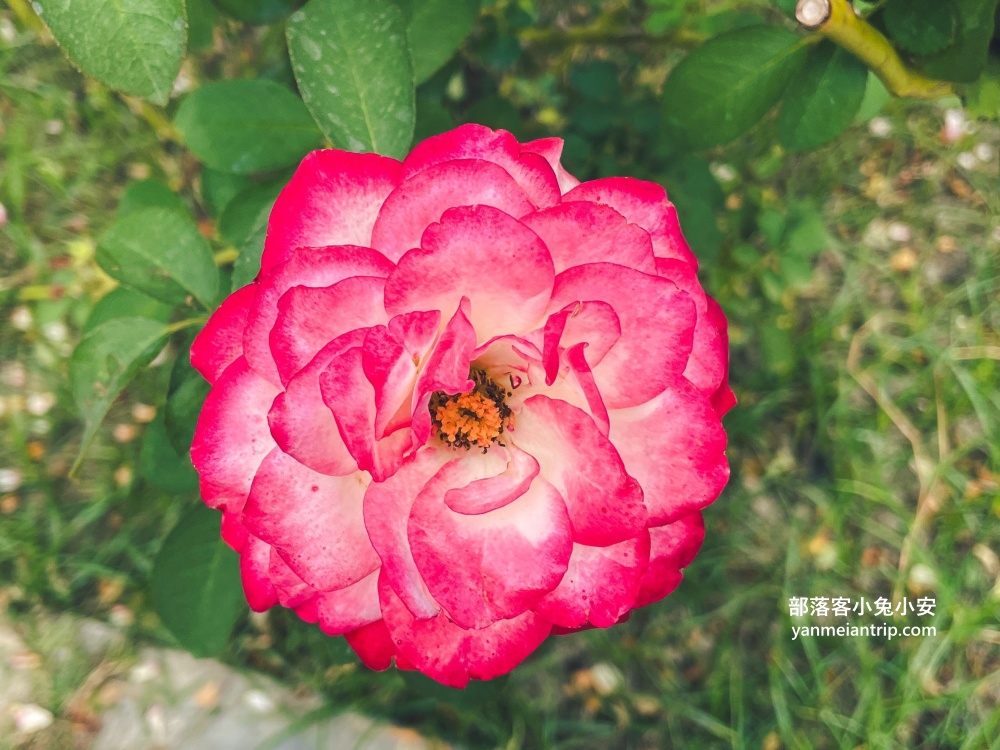 台南【雅聞湖濱療癒森林】玫瑰步道、脈輪花園、精靈小屋，還有霜淇淋可以吃