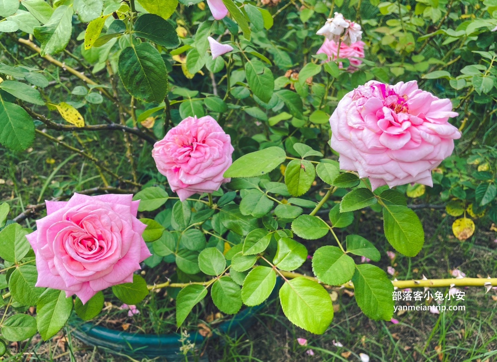 台南【雅聞湖濱療癒森林】玫瑰步道、脈輪花園、精靈小屋，還有霜淇淋可以吃