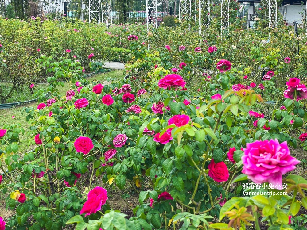 台南【雅聞湖濱療癒森林】玫瑰步道、脈輪花園、精靈小屋，還有霜淇淋可以吃