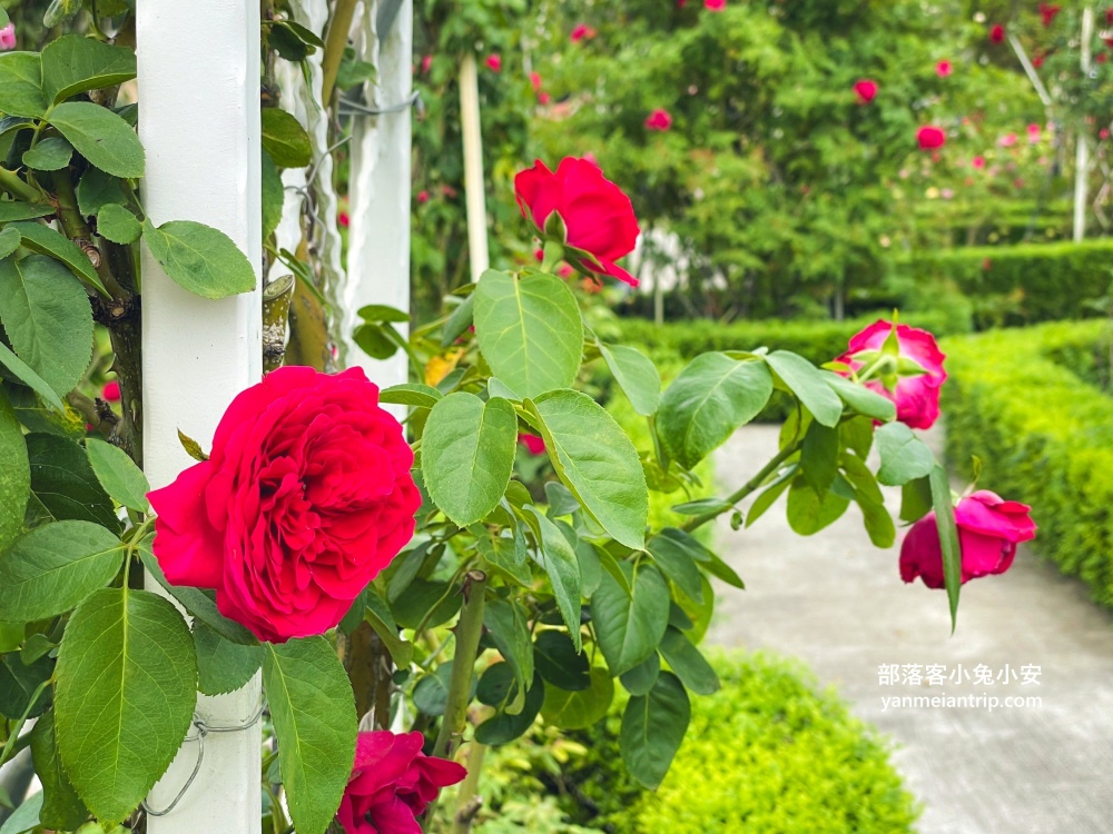 台南【雅聞湖濱療癒森林】玫瑰步道、脈輪花園、精靈小屋，還有霜淇淋可以吃