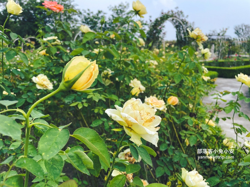 台南【雅聞湖濱療癒森林】玫瑰步道、脈輪花園、精靈小屋，還有霜淇淋可以吃