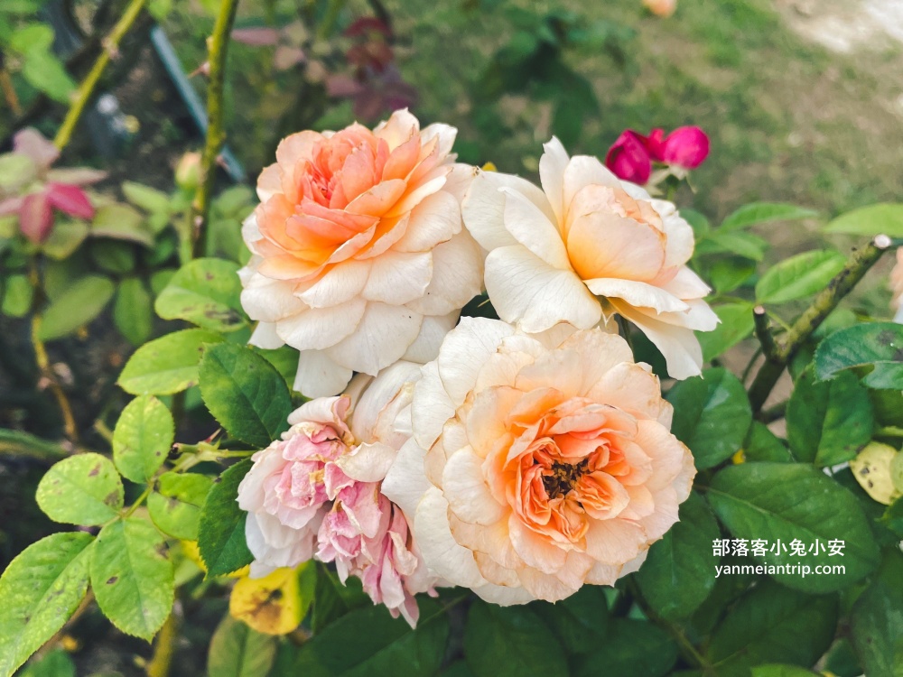 台南【雅聞湖濱療癒森林】玫瑰步道、脈輪花園、精靈小屋，還有霜淇淋可以吃