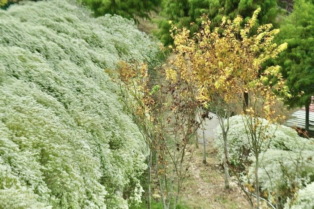 新社【普羅旺斯庭園餐廳】一年四季都能賞到美麗景色好悠閒